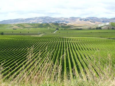 The vineyards at Brancott Estate, Marlborough, New Zealand. Photo credit: Rhiannon Davies